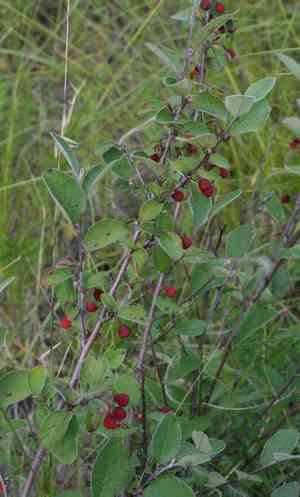 Black-fruited cotoneaster(Cotoneaster melanocarpus)
