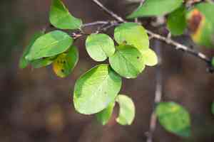 Black-fruited cotoneaster(Cotoneaster melanocarpus)