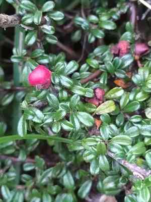 Small-leaved cotoneaster(Cotoneaster microphyllus)