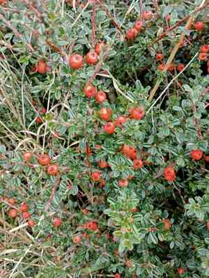 Small-leaved cotoneaster(Cotoneaster microphyllus)