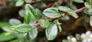 Small-leaved cotoneaster(Cotoneaster microphyllus)