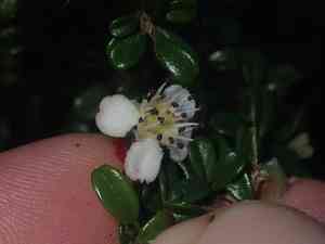 Small-leaved cotoneaster(Cotoneaster microphyllus)