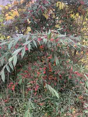 Willow-leaved cotoneaster(Cotoneaster salicifolius)