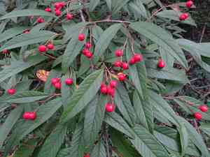 Willow-leaved cotoneaster(Cotoneaster salicifolius)