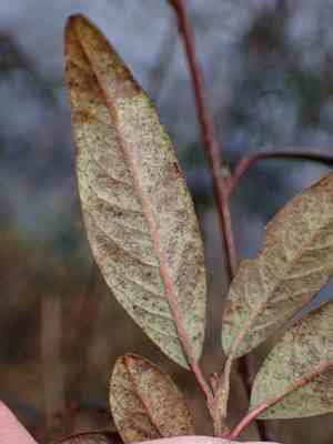 Willow-leaved cotoneaster(Cotoneaster salicifolius)