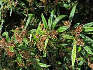 Willow-leaved cotoneaster(Cotoneaster salicifolius)