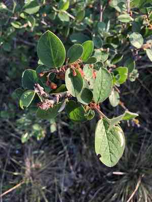 Woolly cotoneaster(Cotoneaster tomentosus)