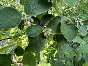 Woolly cotoneaster(Cotoneaster tomentosus)