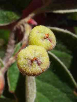 Woolly cotoneaster(Cotoneaster tomentosus)
