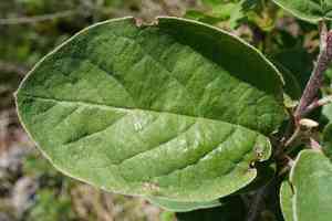 Woolly cotoneaster(Cotoneaster tomentosus)
