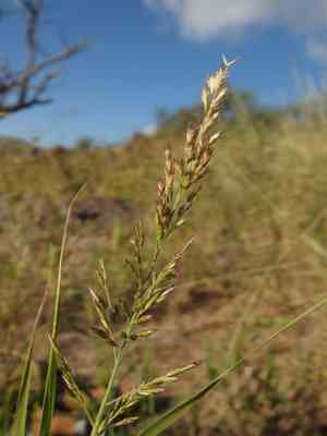 Cotta grass(Cottea pappophoroides)