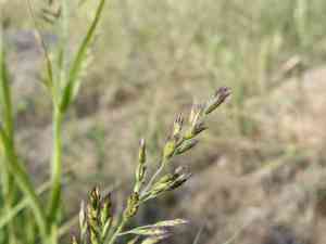 Cotta grass(Cottea pappophoroides)