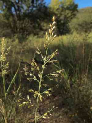 Cotta grass(Cottea pappophoroides)