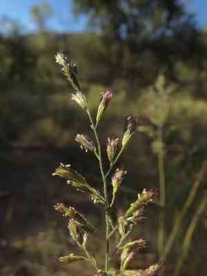 Cotta grass(Cottea pappophoroides)
