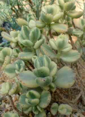 Bear's paw(Cotyledon tomentosa)