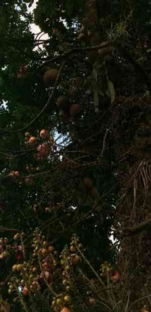 Cannonball tree(Couroupita guianensis)