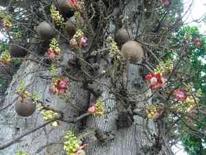 Cannonball tree(Couroupita guianensis)