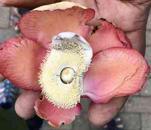 Cannonball tree(Couroupita guianensis)
