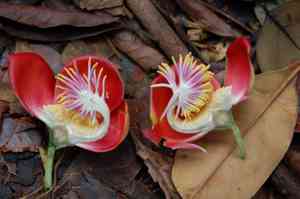 Cannonball tree(Couroupita guianensis)