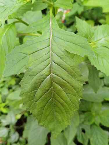 Redflower ragleaf(Crassocephalum crepidioides)