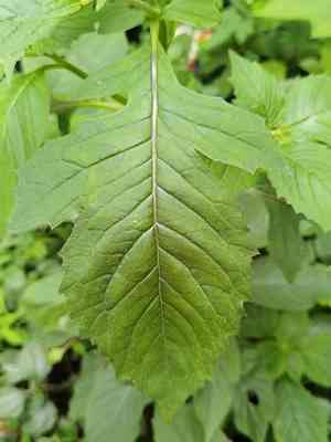 Redflower ragleaf(Crassocephalum crepidioides)