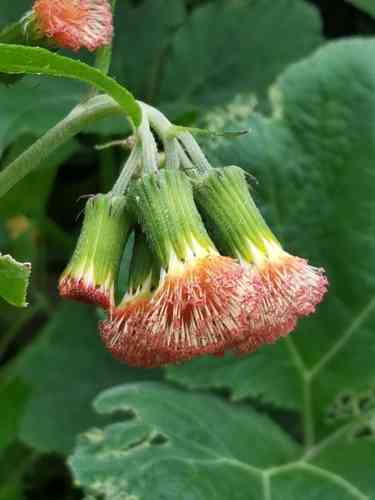 Redflower ragleaf(Crassocephalum crepidioides)