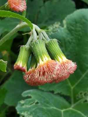 Redflower ragleaf(Crassocephalum crepidioides)