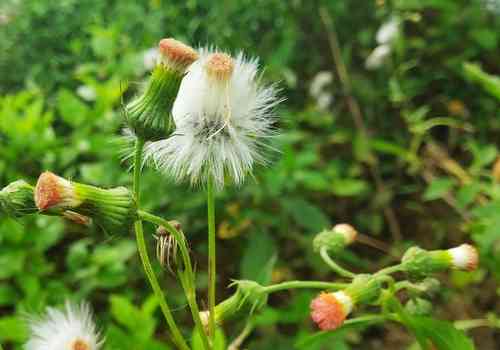 Redflower ragleaf(Crassocephalum crepidioides)