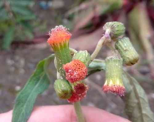 Redflower ragleaf(Crassocephalum crepidioides)