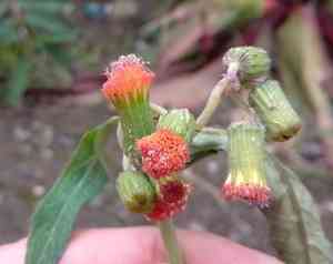 Redflower ragleaf(Crassocephalum crepidioides)