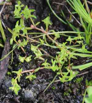 Pigmyweed(Crassula aquatica)