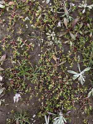 Pigmyweed(Crassula aquatica)