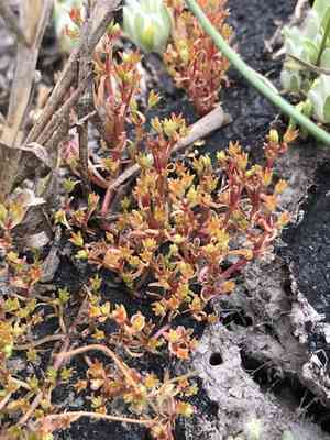 Pigmyweed(Crassula aquatica)
