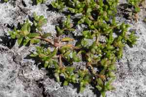 Pigmyweed(Crassula aquatica)