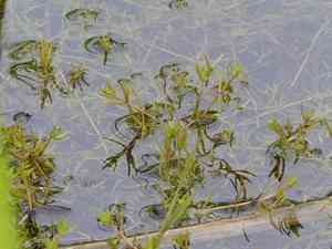 Swamp stonecrop(Crassula helmsii)