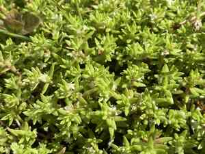 Swamp stonecrop(Crassula helmsii)