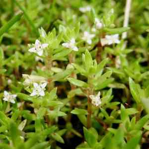 Swamp stonecrop(Crassula helmsii)