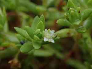 Swamp stonecrop(Crassula helmsii)