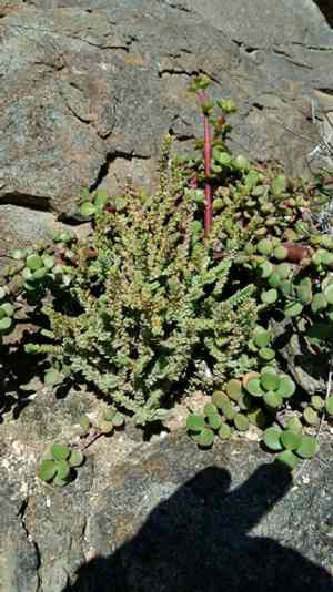 Watch chain(Crassula muscosa)