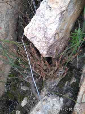 Watch chain(Crassula muscosa)