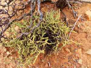 Watch chain(Crassula muscosa)