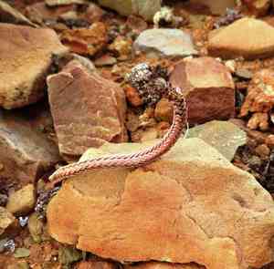 Watch chain(Crassula muscosa)