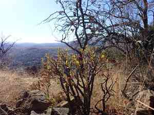 Bonsai Stonecrop(Crassula sarcocaulis)