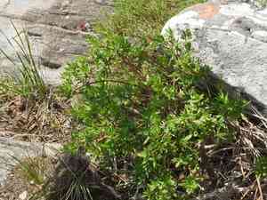Bonsai Stonecrop(Crassula sarcocaulis)