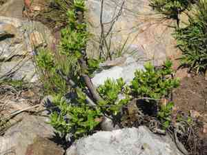 Bonsai Stonecrop(Crassula sarcocaulis)