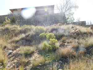 Bonsai Stonecrop(Crassula sarcocaulis)