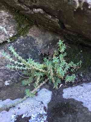 Siberian pygmyweed(Crassula sieberiana)