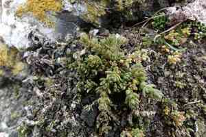 Siberian pygmyweed(Crassula sieberiana)