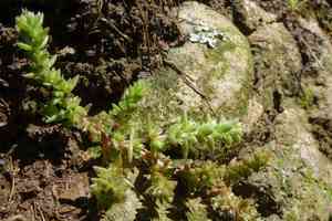Siberian pygmyweed(Crassula sieberiana)