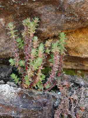 Siberian pygmyweed(Crassula sieberiana)